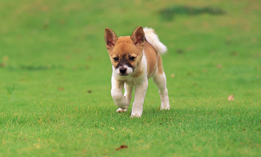 广东叮叮宠物商业计划书案例
